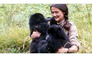 Gorillalegacies