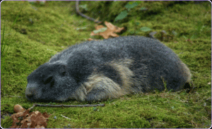 duermes-mas-que-una-marmota