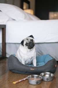 Hotel Pulitzer_pet friendly 2