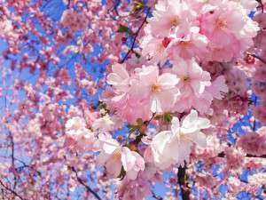 whysojapan_sakura_hanami_kungsan_2014_1-e1519822127988