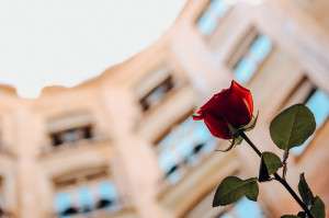 sant-jordi-a-la-pedrera-batega-el-cor-pati-passeig-de-gracia