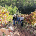 El Celler Masroig ofereix una àmplia gamma d’activitats per gaudir de l’enoturisme aquesta Setmana Santa
