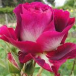 23.º Concurso Internacional de Rosas Nuevas de Barcelona del 12 al 14 de mayo