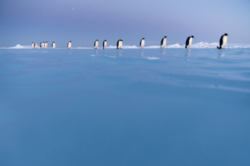 Barcelona acogerá el estreno mundial de Antarctica Experience,del galardonado director Luc Jacquet:la primera exposición inmersiva de GIGA
